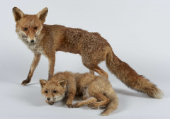 DEUX RENARDS Un adulte et un juvénile naturalisés en entier. Vulpes vulpes.