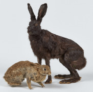 LAPIN ET LIÈVRE Oryctolagus cuniculus, Lepus europaeus, exemplaire mélanique très rare. Note : Le mélanisme est un phénotype ani...