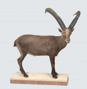 SUPERBE BOUQUETIN DES ALPES Naturalisé en entier. Superbe cornage, 99 cm Capra ibex. Facture d'achat de Selo, Société d'économ...