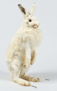 LIÈVRE VARIABLE Lepus timidus.