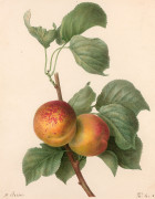 Pancrace BESSA Paris, 1772 - Ecouen, 1846 Deux abricots sur une branche Aquarelle et rehauts de gomme arabique