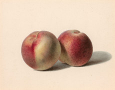 Pancrace BESSA Paris, 1772 - Ecouen, 1846 Deux pêches Aquarelle