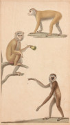 Jean-Gabriel PRÊTRE Genève, 1768 - Paris 1849 Singes, caprins et cervidés Quatre dessins à l'aquarelle sur trait de plume et encre b..