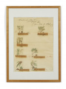 Cy TWOMBLY (1928 - 2011) Natural History Part II – 1975/76 Some trees of Italy - title print (planche de tête) Lithographie, grano-l...