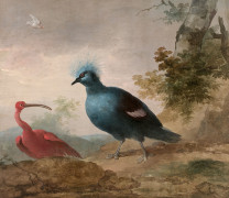 Aert SCHOUMAN Dordrecht, 1710 - La Haye, 1792 Pintade de Numidie et caïque à tête noire et Ibis rouge et goura couronné Paire d'huil..