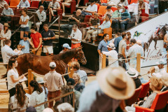 Week-end Vente Yearling, Arqana, Deauville