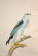 Jacques BARRABAND Aubusson, 1767 - Lyon, 1809 L'élanoide blanc Aquarelle sur trait de crayon