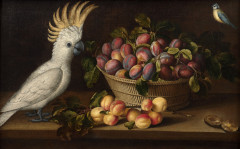 Louyse MOILLON Paris, 1610 - 1696 Composition aux abricots, au panier de prunes, au cacatoès et à la mésange bleue Huile sur toile