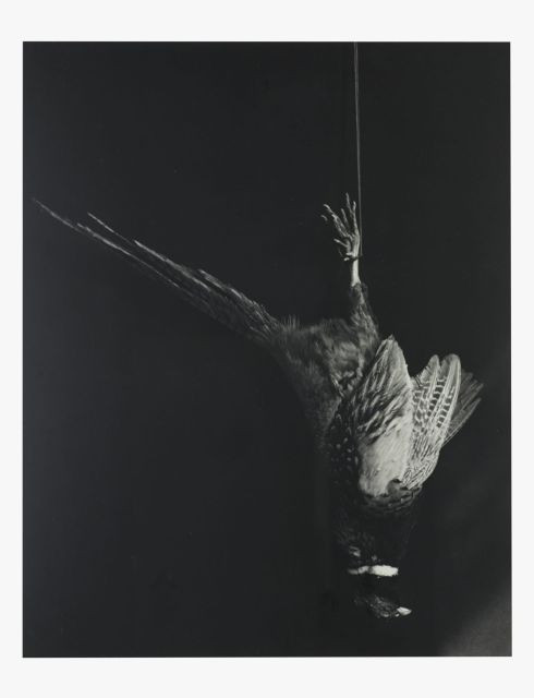 Robert MAPPLETHORPE (1946-1989) PHEASANT, 1984 Tirage argentique d'époque