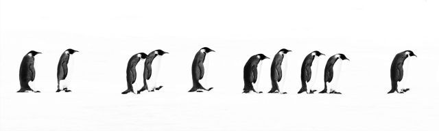 David YARROW (Né en 1966) THE LONG MARCH, SNOW HILL ANTARTICA, 2010 Tirage pigmentaire