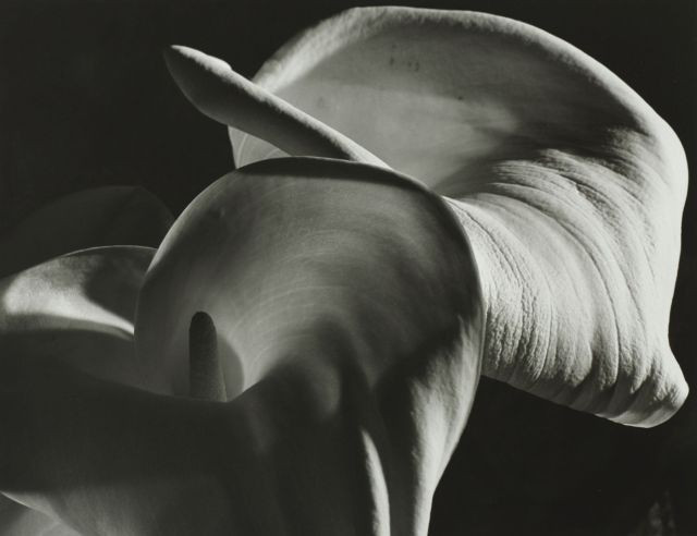 Horst P. HORST (1906-1999) CALLA AETHIOPICA, NEW YORK – 1945 Tirage argentique