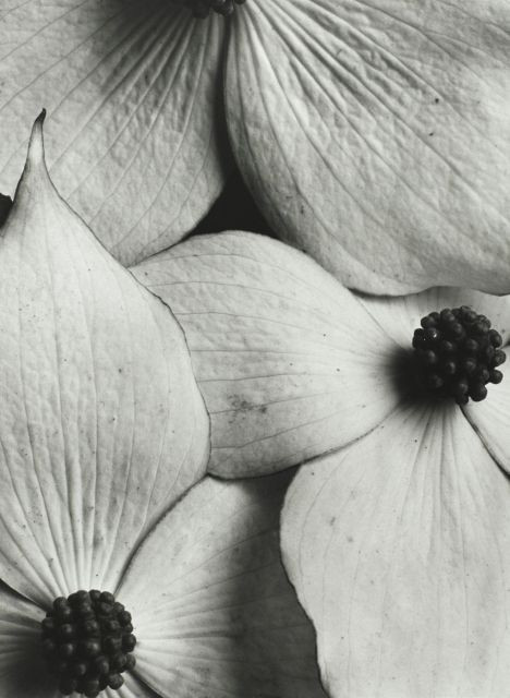 Horst P. HORST (1906-1999) CORNUS KOUSA DOGWOOD – 1945 Tirage argentique