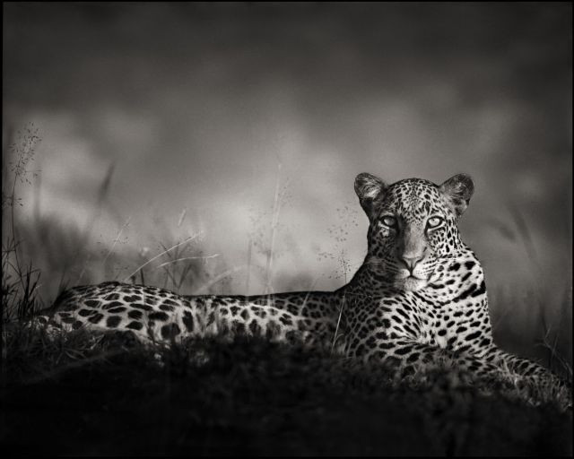 Nick BRANDT (Né en 1966) LEOPARD STARING, MASAI MARA – 2010 Tirage pigmentaire