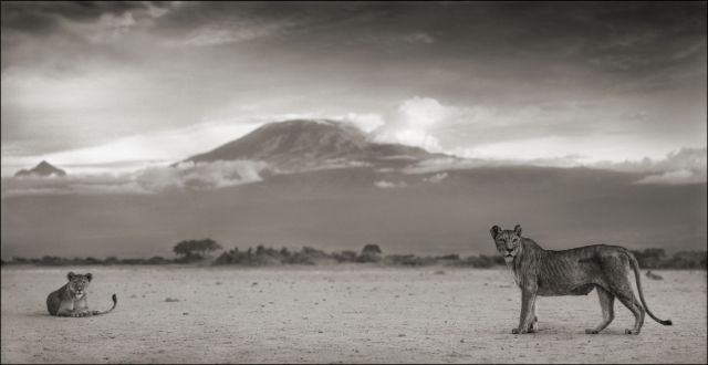 Nick BRANDT (Né en 1966) LIONESS WITH KILIMANJARO, AMBOSELI 2010 Tirage pigmentaire