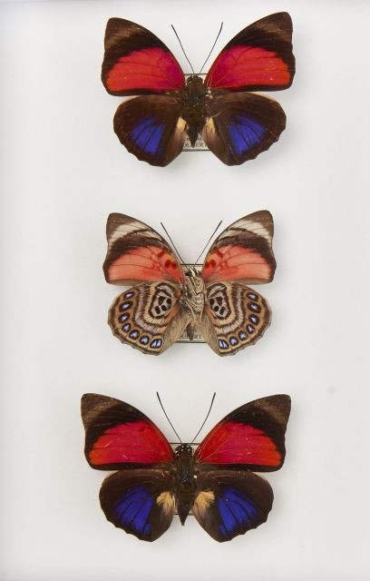 AGRIAS, trois spécimens, CALLICORES six spécimens, le tout dans deux boites. Provenance : Amérique du Sud. Boites : 26 x 19 cm. Très...