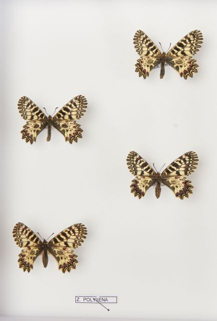 HELICONIUS HYBRIDES, deux couples de Siquirres (provenance : Costa Rica) et deux couples de Z. Polyxena. Dans deux boites. Boites :...