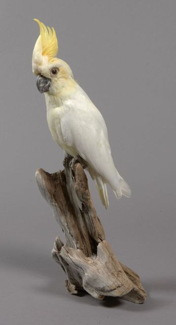 CACATOES SOUFRE (I/A) sur branche. Hauteur totale 47 cm.  spécimen né et élevé en captivité. Enregistrement Cites 360902. Cacatua...