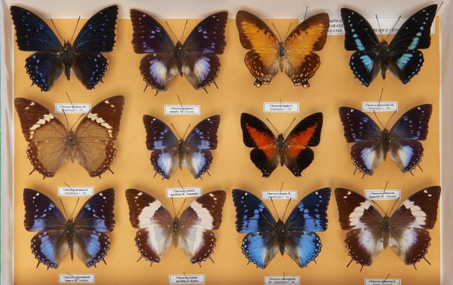 CHARAXES, douze spécimens, dont espèces mâles et femelles peu courantes, C. xiphares, violetta, cithaeron…. Provenance : Tanzanie et...