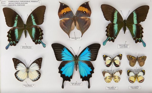 P. BLUMEI (couple), PAPILIO ULYSSES, DELIAS et PIERIDAE D'ARFAK, neuf spécimens. Provenance : Indonésie et d'Indochine, Iles Célèbes...