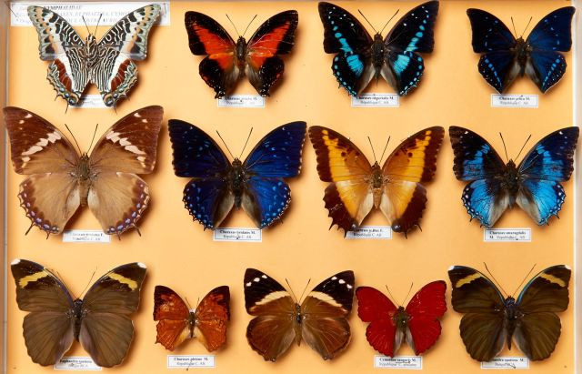 CHARAXES, CYMOTHOE, EUPHAEDRA, 13 spécimens. Provenance : République Centre Africaine, région de Bangui. Trés bel état.