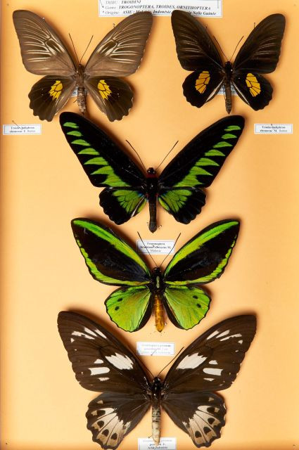 TROIDINI D'ASIE, bel ensemble de cinq spécimens regroupant les trois familles principales : Ornithoptera priamus poseidon (M. et F.)...