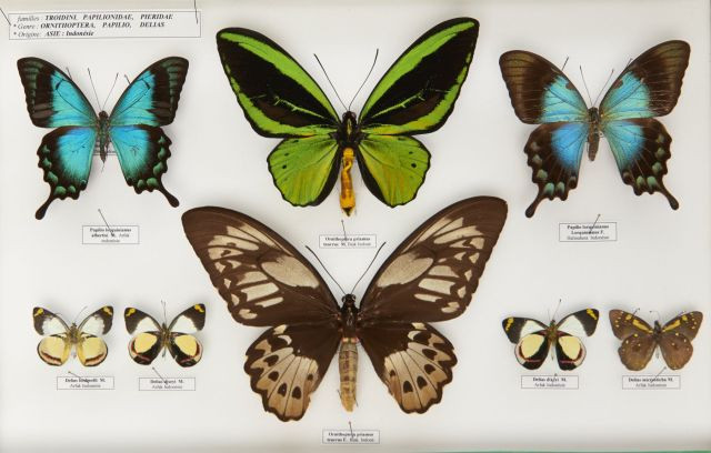 ORNITHOPTERA PRIAMUS TEUCRUS, un mâle et une femelle (annexe II/B, CIC délivré le 19 janvier 2012), PAPILIO LORQUINIANUS dont une fe...