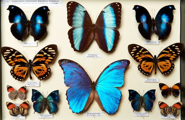 PTEROURUS ZAGREUS, MORPHO HELENOR LACOMMEI, MORPHO GODARTII DIDIUS, ANEAE ARACNE,  NAPEOCLES JUCUNDA, CALLICORE, douze spécimens. Pr...