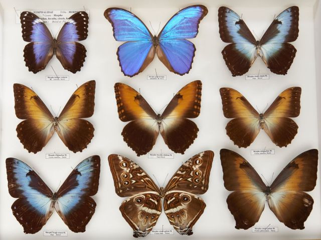 GRANDS MORPHOS planeurs, neuf trés beaux spécimens dont un rare Morpho cissei cissei, Morpho hecuba, Morpho telemachus metellus, Mor...