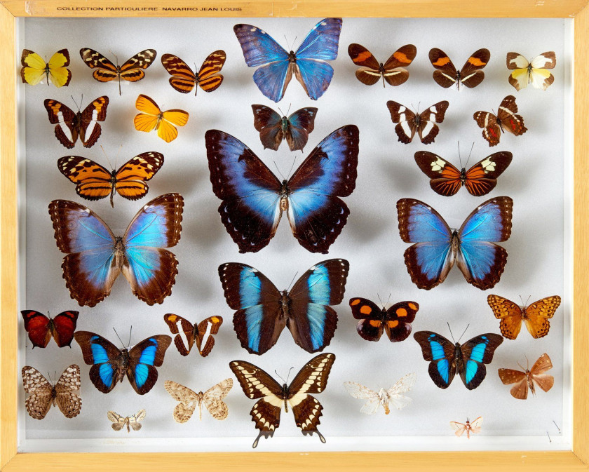 PAPILIONIDAE, MORPHO,  PREPONA...d'Afrique : Papilionidae, Nymphalidae sp., P. bromius, nireus, phocas, demodocus, lormieri, G. leon...