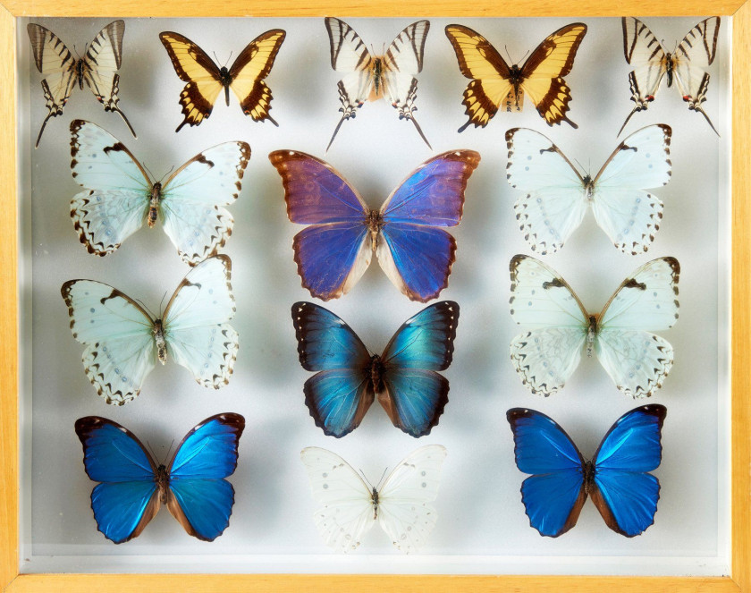 PAPILIONIDAE, MORPHO,  PREPONA...d'Afrique : Papilionidae, Nymphalidae sp., P. bromius, nireus, phocas, demodocus, lormieri, G. leon...