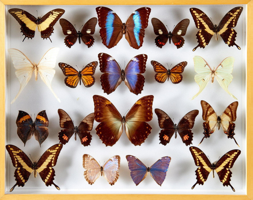 PAPILIO d'Amérique et Madagascar : 5 Morpho spp., 4 Papilio spp., 2 Euryades spp., 2 Danaus spp., 1 Kallima inachus?, 2 Saturniidae,...