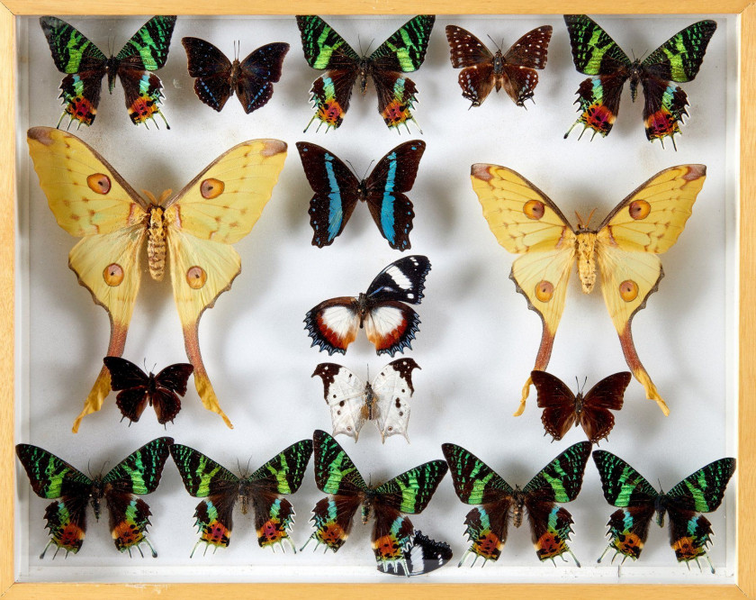 PAPILIO d'Amérique et Madagascar : 5 Morpho spp., 4 Papilio spp., 2 Euryades spp., 2 Danaus spp., 1 Kallima inachus?, 2 Saturniidae,...