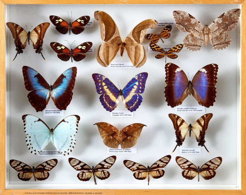 PAPILIO d'Amérique et Madagascar : 5 Morpho spp., 4 Papilio spp., 2 Euryades spp., 2 Danaus spp., 1 Kallima inachus?, 2 Saturniidae,...