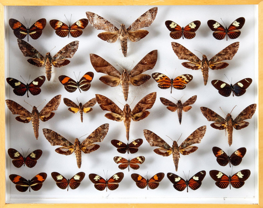 SPHINGIDAE, CHARAXES et divers d'Amérique, d'Afrique et divers : 9 Sphingidae, 20 Heliconiidae, Charaxes spp. et divers, Anteos meni...