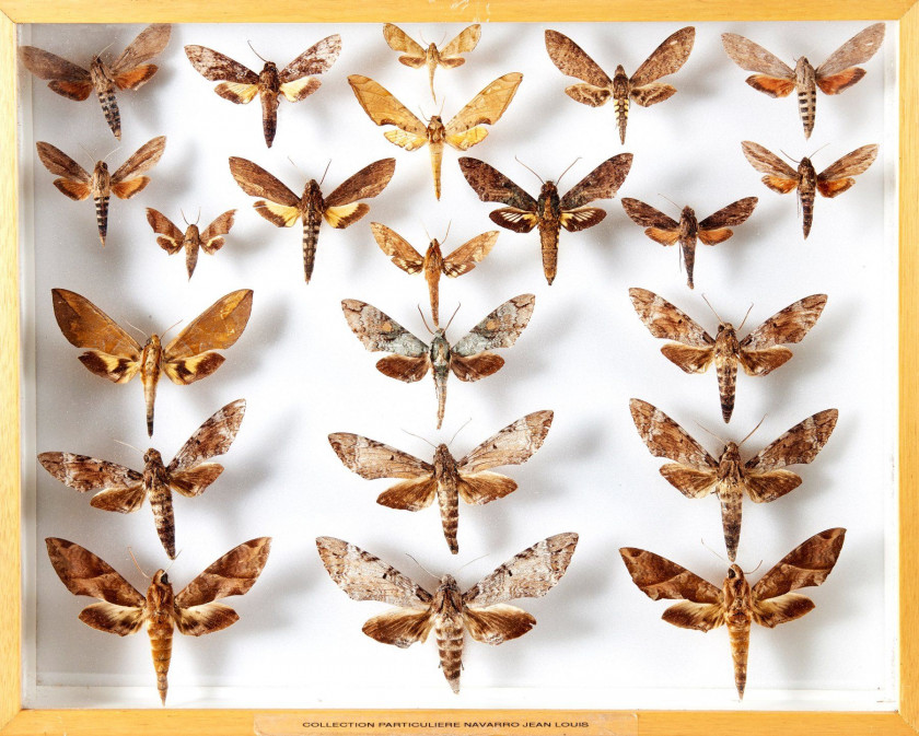 SPHINGIDAE, SPHINX et divers... de Guyane. Dans six boîtes, mauvais état.