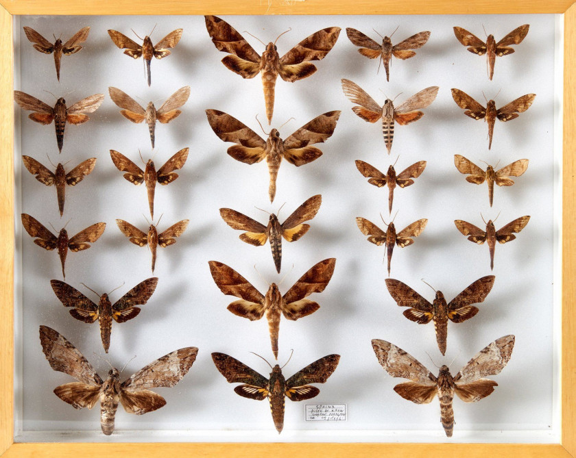 SPHINGIDAE, SPHINX et divers... de Guyane. Dans six boîtes, mauvais état.