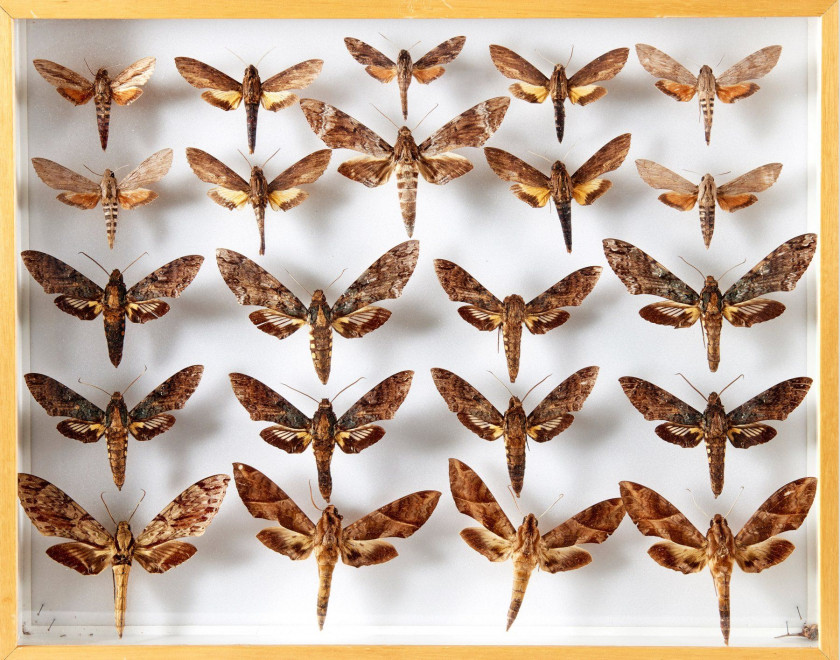 SPHINGIDAE, SPHINX et divers... de Guyane. Dans six boîtes, mauvais état.