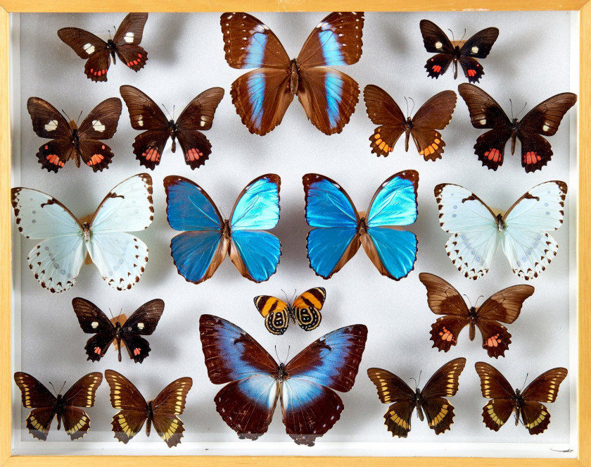 MORPHOS et divers d' Amérique : 1 P. thoas, 1 M. hecuba, 1 Historis odius, 4 Anaea marthesia, 2 A. nessus, 1 A. cyanea, 3 Callithea...