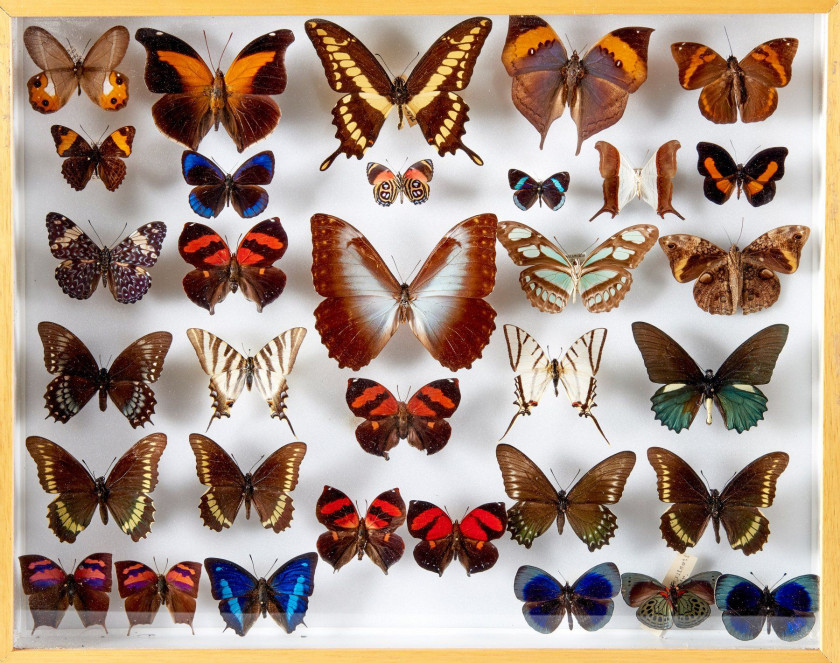 MORPHOS et divers d' Amérique : 1 P. thoas, 1 M. hecuba, 1 Historis odius, 4 Anaea marthesia, 2 A. nessus, 1 A. cyanea, 3 Callithea...