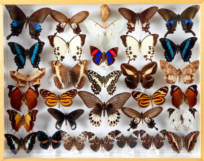 MORPHO, ANAEA et divers d' Amérique et d'Afrique : Morpho spp., Papilio thoas, Anaea et divers. Dans quatre boîtes.