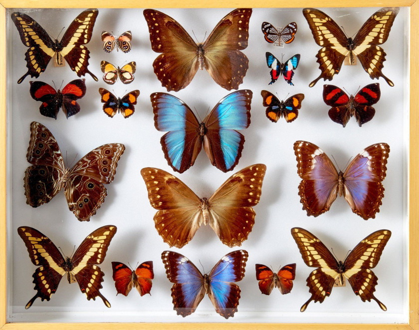 MORPHO, ANAEA et divers d' Amérique et d'Afrique : Morpho spp., Papilio thoas, Anaea et divers. Dans quatre boîtes.