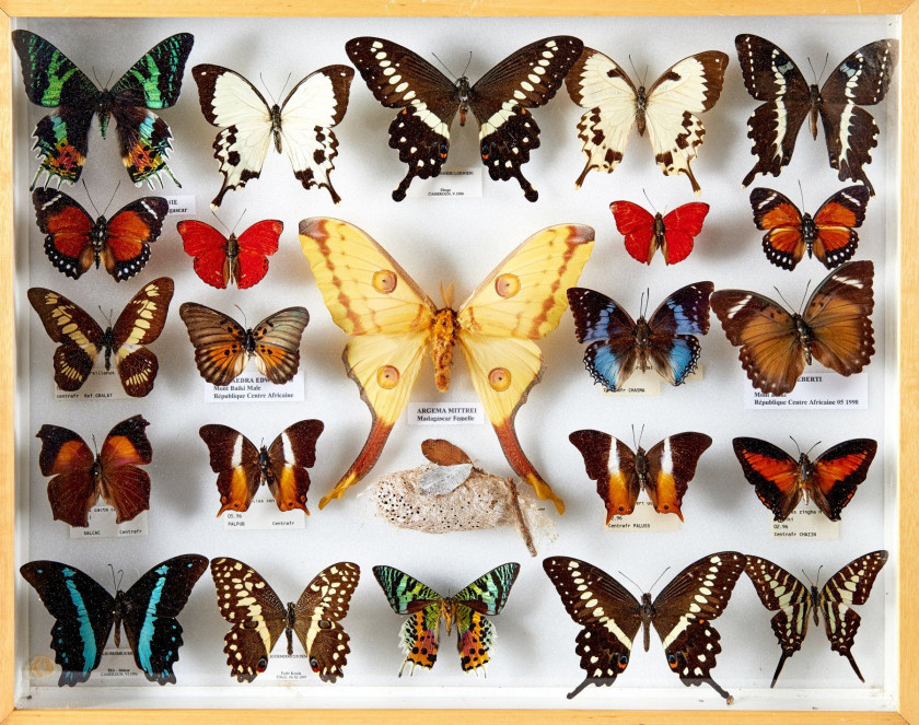 MORPHO, ANAEA et divers d' Amérique et d'Afrique : Morpho spp., Papilio thoas, Anaea et divers. Dans quatre boîtes.