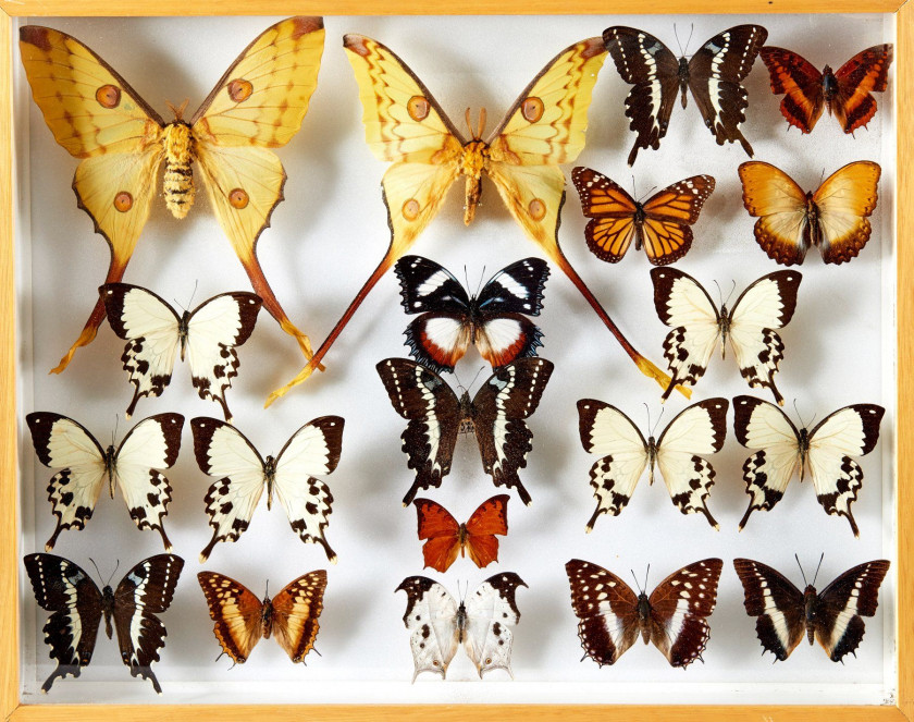 MORPHO, ANAEA et divers d' Amérique et d'Afrique : Morpho spp., Papilio thoas, Anaea et divers. Dans quatre boîtes.