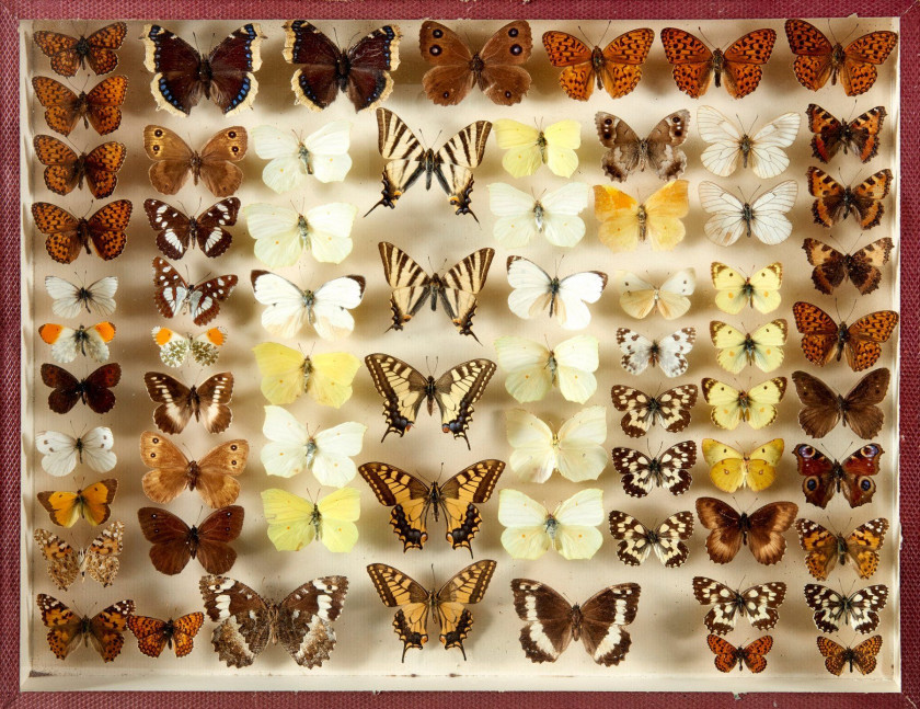 PAPILIO, PARNASSIUS et divers d'Amérique, France et divers : Papilio, Parnassius, Luehdorfia... Dans quatre boîtes.