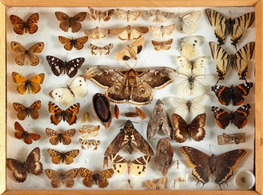 PAPILIO, PARNASSIUS et divers d'Amérique, France et divers : Papilio, Parnassius, Luehdorfia... Dans quatre boîtes.