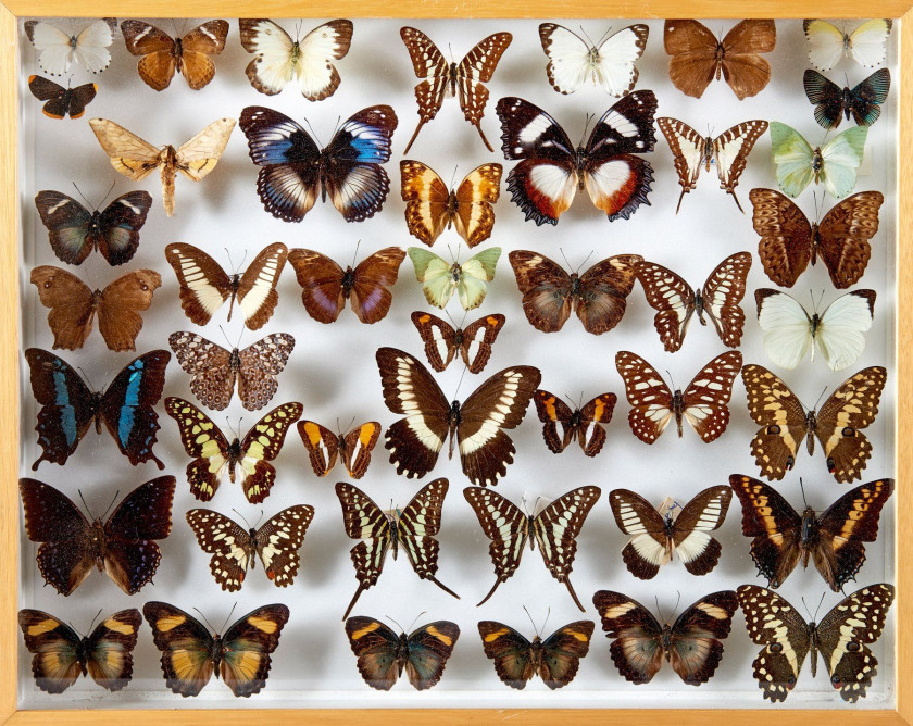 LIBELLULES, CHARAXES et divers de Madagascar, Côte d'Ivoire et d'origines diverses : 21 libellules, 13 Charaxes, 7 Nymphalidae, Troi...