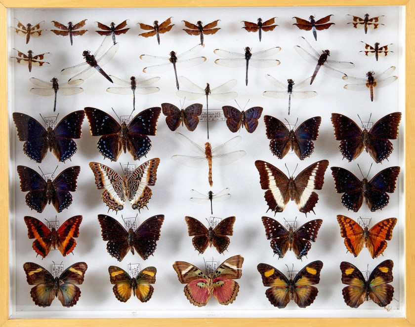 LIBELLULES, CHARAXES et divers de Madagascar, Côte d'Ivoire et d'origines diverses : 21 libellules, 13 Charaxes, 7 Nymphalidae, Troi...