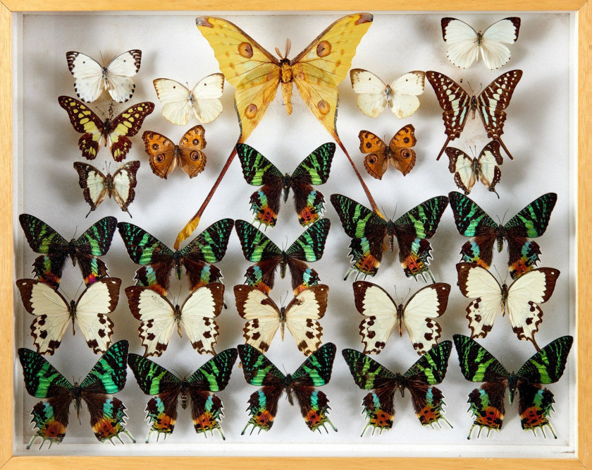 LIBELLULES, CHARAXES et divers de Madagascar, Côte d'Ivoire et d'origines diverses : 21 libellules, 13 Charaxes, 7 Nymphalidae, Troi...