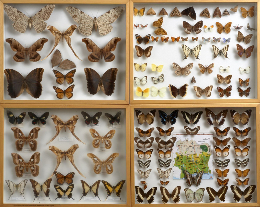 SATURNIIDAE, CALIGO et divers d'Amérique, France et Côte d'Ivoire : 6 Saturniidae, 2 Thysania, 3 Saturniidae, 2 Danaus, 2 Caligo, 2...