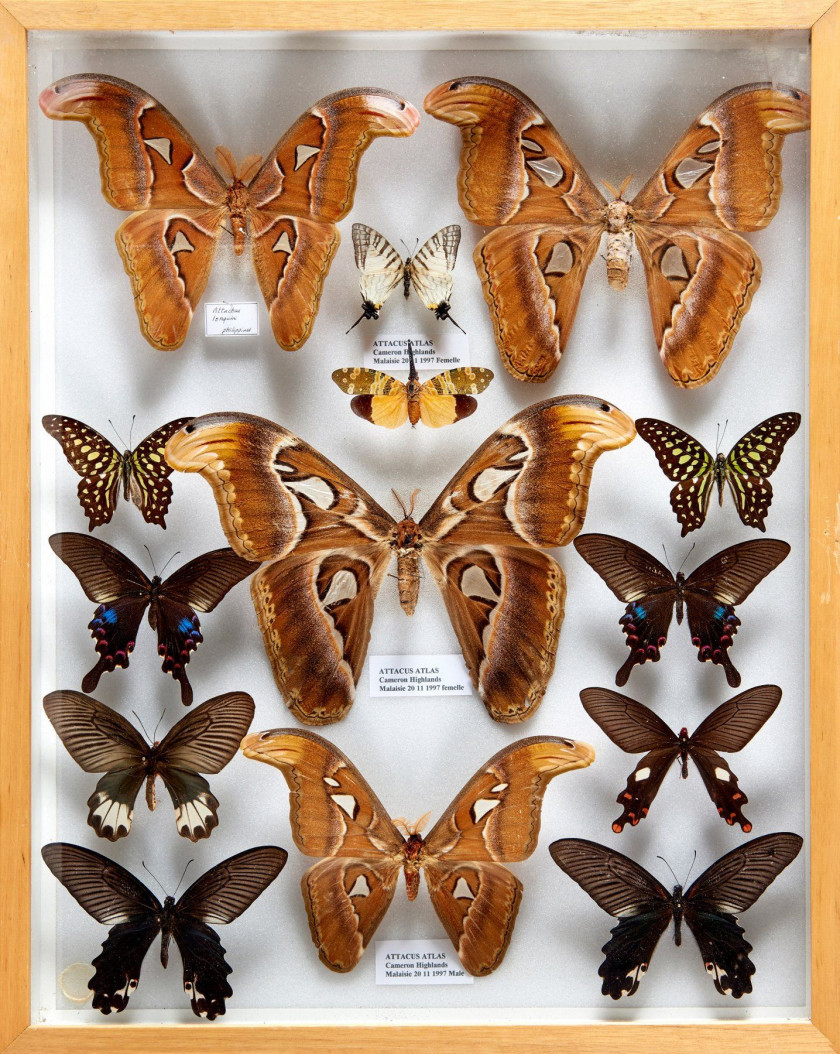 HYPOLIMNAS, TROGONOPTERA, ATTALACUS et divers D'Asie : Hypolimnas - Idea - Papilio, Trogonoptera, Attacus atlas, fulgore, divers Pap...